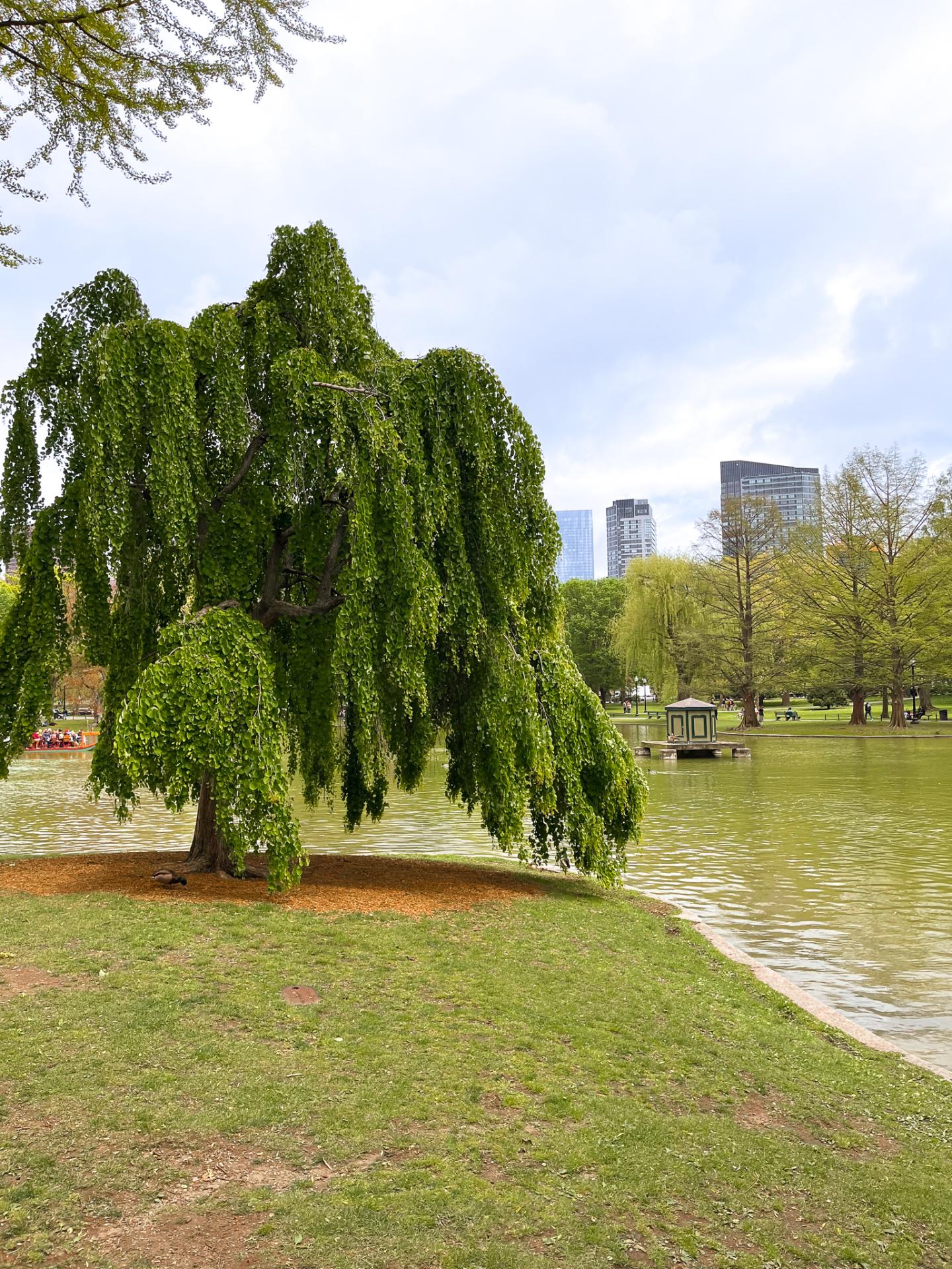 Boston Public Garden